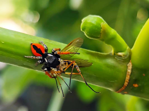 RAGNO SALTATORE ROSSO.jpg